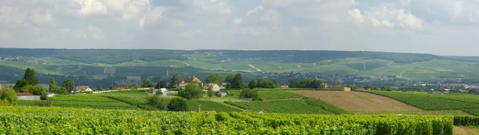 Champagne vineyard slopes